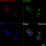 Neuropilin 1 Recombinant Rabbit Monoclonal Antibody (0A7X1)