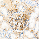 Neuropilin 1 Antibody in Immunohistochemistry (Paraffin) (IHC (P))