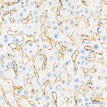 Neuropilin 1 Antibody in Immunohistochemistry (Paraffin) (IHC (P))