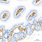 Neuropilin 1 Antibody in Immunohistochemistry (Paraffin) (IHC (P))