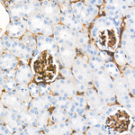 Neuropilin 1 Antibody in Immunohistochemistry (Paraffin) (IHC (P))