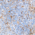 Neuropilin 1 Antibody in Immunohistochemistry (Paraffin) (IHC (P))