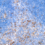 Neuropilin 1 Antibody in Immunohistochemistry (Paraffin) (IHC (P))