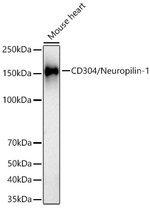 Neuropilin 1 Antibody in Western Blot (WB)