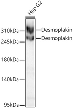 Desmoplakin Antibody in Western Blot (WB)