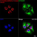 H4R3me2s Antibody in Immunocytochemistry (ICC/IF)