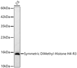 H4R3me2s Antibody in Western Blot (WB)