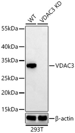 VDAC3 Antibody in Western Blot (WB)