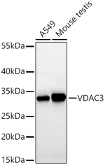 VDAC3 Antibody in Western Blot (WB)
