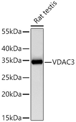 VDAC3 Antibody in Western Blot (WB)