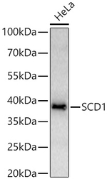 SCD Antibody in Western Blot (WB)