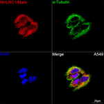 NHLRC1 Antibody in Immunocytochemistry (ICC/IF)