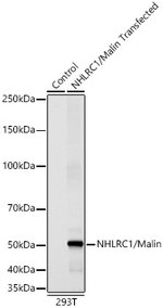 NHLRC1 Antibody in Western Blot (WB)