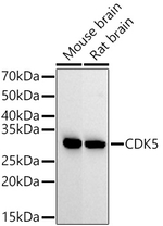 CDK5 Antibody in Western Blot (WB)