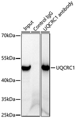 UQCRC1 Antibody in Immunoprecipitation (IP)