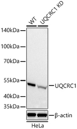 UQCRC1 Antibody in Western Blot (WB)