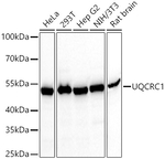 UQCRC1 Antibody in Western Blot (WB)