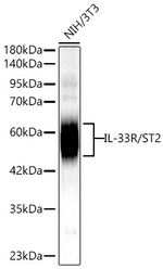 ST2 Antibody in Western Blot (WB)