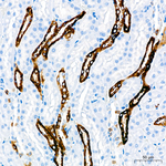Calcium Sensing Receptor Antibody in Immunohistochemistry (Paraffin) (IHC (P))