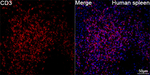 CD3 Antibody in Immunohistochemistry (Paraffin) (IHC (P))