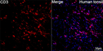 CD3 Antibody in Immunohistochemistry (Paraffin) (IHC (P))