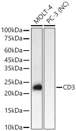 CD3 Antibody in Western Blot (WB)