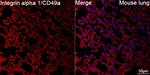 CD49a Antibody in Immunohistochemistry (Paraffin) (IHC (P))