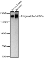 CD49a Antibody in Western Blot (WB)