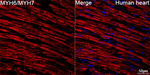 MYH6/MYH7 Antibody in Immunohistochemistry (Paraffin) (IHC (P))