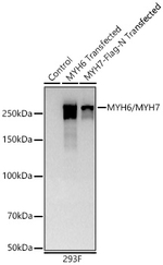 MYH6/MYH7 Antibody in Western Blot (WB)