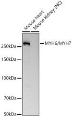 MYH6/MYH7 Antibody in Western Blot (WB)