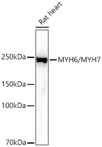 MYH6/MYH7 Antibody in Western Blot (WB)