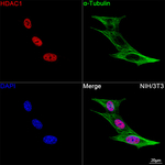 HDAC1 Recombinant Rabbit Monoclonal Antibody (4M0J7)