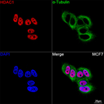 HDAC1 Antibody in Immunocytochemistry (ICC/IF)