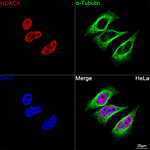 HDAC1 Antibody in Immunocytochemistry (ICC/IF)