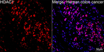 HDAC1 Antibody in Immunohistochemistry (Paraffin) (IHC (P))