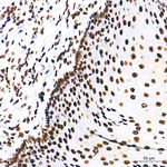 HDAC1 Antibody in Immunohistochemistry (Paraffin) (IHC (P))