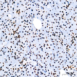 HDAC1 Antibody in Immunohistochemistry (Paraffin) (IHC (P))