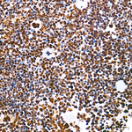 HDAC1 Antibody in Immunohistochemistry (Paraffin) (IHC (P))