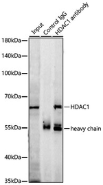 HDAC1 Antibody in Immunoprecipitation (IP)
