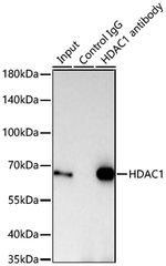 HDAC1 Antibody in Immunoprecipitation (IP)