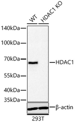 HDAC1 Antibody in Western Blot (WB)