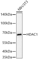 HDAC1 Antibody in Western Blot (WB)
