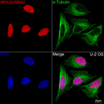 RPA2 Antibody in Immunocytochemistry (ICC/IF)