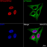 RPA2 Recombinant Rabbit Monoclonal Antibody (7R9F8)