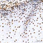 RPA2 Antibody in Immunohistochemistry (Paraffin) (IHC (P))