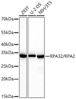 RPA2 Antibody in Western Blot (WB)