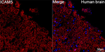 ICAM-5 Antibody in Immunohistochemistry (Paraffin) (IHC (P))
