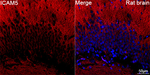 ICAM-5 Antibody in Immunohistochemistry (Paraffin) (IHC (P))