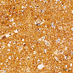 ICAM-5 Antibody in Immunohistochemistry (Paraffin) (IHC (P))